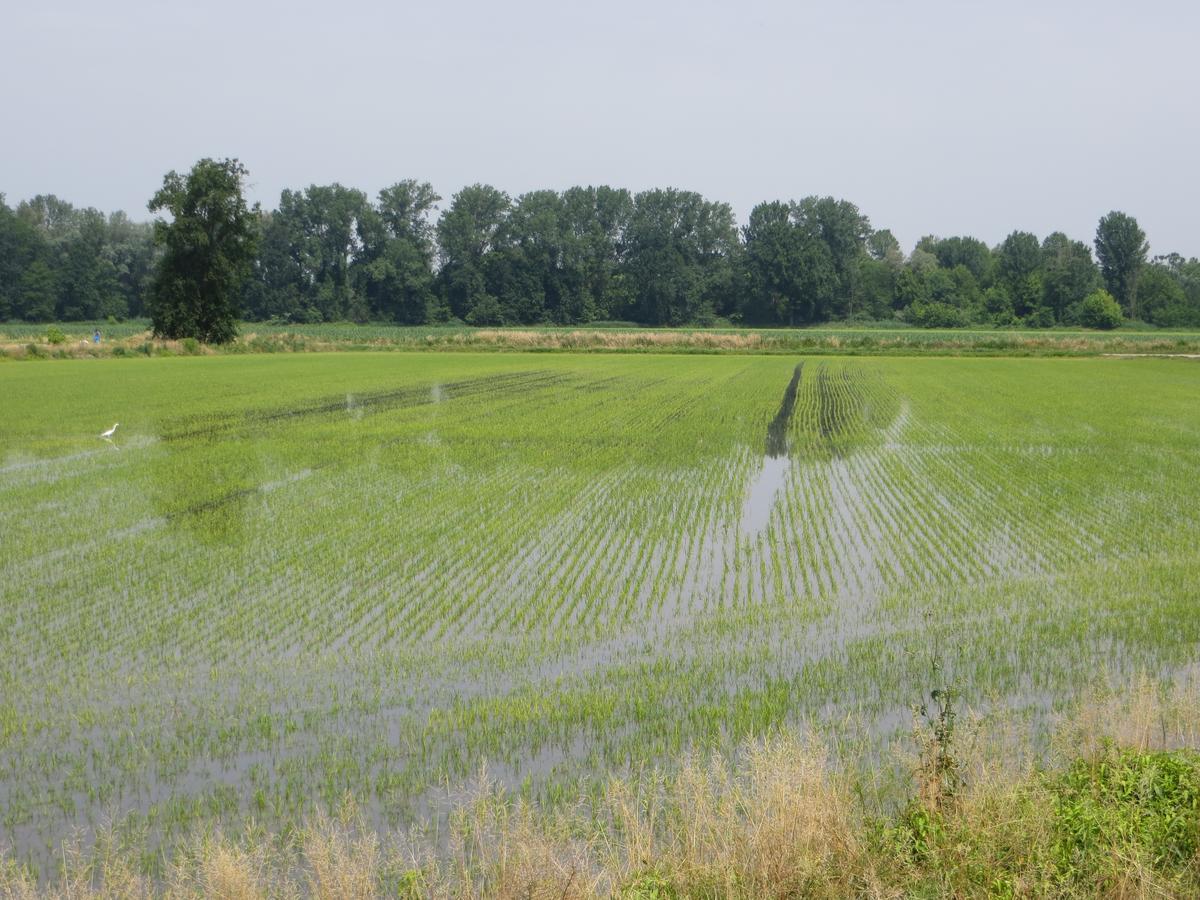 Le Risaie Bauernhof *